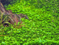 Preview: Australisches Zungenblatt - Glossostigma elatinoides in vitro